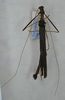 CollectionObject 1563192; b2cdf0d3-747b-4079-a305-a72a0ed44d76: copyright ANSP. male (syntype). (CollectionObject).