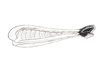 Dichroplus mantiqueirae Ronderos, Carbonell & Mesa, 1968: Fig. 97B. hind femur, internal face. (Otu).