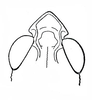 Swaziacris burtti Dirsh, 1953: Fig. 24. male, fastigium of vertex, dorsal view. (Otu).