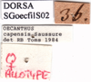 labels (syntype). Depicts CollectionObject 1530792; 90f0f4a8-f6f4-4e54-b804-ba340a0625fb, a CollectionObject.