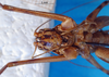 CollectionObject 1500987; 61ac82a5-2cb7-41b8-a492-88ee0f13cc5e, DORSA BGphabukS01: male, ventral view (holotype). (CollectionObject).