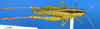 CollectionObject 1593174; e0cdf337-6c09-44fd-bf96-ecc858a303e5: female, dorsal view (Acridium dorsatum). (CollectionObject).
