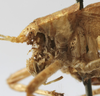 CollectionObject 1539778; 1f394671-d105-4a1a-afe0-65830fc8397e: female pronotum lateral (syntype). (CollectionObject).