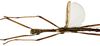 CollectionObject 1578597; 219e7698-1af5-4718-9672-3c56d415ae77: copyright ISNB, Brussels. male: head & thorax, dorsal view (holotype). (CollectionObject).
