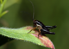 CollectionObject 1574029; 28d36039-d07f-4d74-b68f-49fcbecc9e55: juvenile (Albania, Thatë Mts). (CollectionObject).