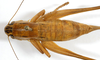 CollectionObject 1575361; eb35b2b2-a71f-415d-8ddc-f777d1482167: female, dorsal view (syntype). (CollectionObject).