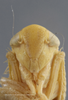 Head: !! display not done !! on Chlorotettix vacuna Crumb, 1915: Head/Face. (Observation).