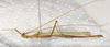 CollectionObject 1557510; ed9a1bd7-9c22-4906-add0-e9aa3b3aa129: copyright NMW, Vienna. male, lateral view (lectotype). (CollectionObject).