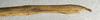 CollectionObject 1557934; 0dda44e7-3402-4941-9b5e-6dcb5c788821: copyright NMW, Vienna. female: end of abdomen, lateral view (syntype). (CollectionObject).;CollectionObject 1557935; 46c40c76-7984-44f7-8ed8-d6473c4c25f0: copyright NMW, Vienna. female: end of abdomen, lateral view (syntype). (CollectionObject).
