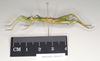 CollectionObject 1562197; NHMUK(SF IMPORT DUPLICATE) 844971, a5b6d128-867e-4ddc-915e-1b97019df3b4: copyright Natural History Museum, London. male, lateral view (holotype). (CollectionObject).