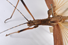 CollectionObject 1561435; 48ec0267-0823-48af-a170-1e8636a8aab7: copyright MNHU, Berlin. female: head & thorax, lateral view (holotype), copyright ZMHB, Berlin. (CollectionObject).