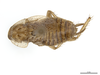 CollectionObject 1863267; 1b178631-e493-40dc-8fc5-c6f5f48f775d: (CollectionObject).