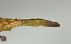 CollectionObject 1559383; c6546c81-edc3-4e11-9827-8421705d3db8: copyright USNM, Washington. (CollectionObject).