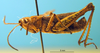 CollectionObject 1577116; 75b89cdb-15e1-45e2-9f30-72fec0a3799a: male, lateral view (allotype of Chorthippus xerophilus). (CollectionObject).