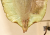 CollectionObject 1561239; 64124329-7811-4df4-829c-f138766ad5c3: copyright UMO. male Phyllium bioculatum end of abdomen, dorsal view (holotype). (CollectionObject).