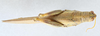 CollectionObject 2868649; 609c80fd-7407-4184-b0bb-2a8bd931f5ad: Schistocerca shoshone. Lateral view. (CollectionObject).