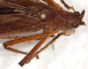 CollectionObject 1544458; 9e9eca22-fec2-470d-8409-ceb065d536e6: male, head, pronotyum and stridulatory area, dorso-lateral view (paratype). (CollectionObject).