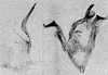 Other: !! display not done !! on Eratoneura turgida (Beamer, 1931): Pygofer lobe, aedeagus, connective, and styli. (Observation).