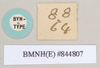 CollectionObject 1560624; 23d9c245-7722-4fab-8cdd-4135ed35bea9: copyright Natural History Museum, London. male, data labels [square label reversed] (syntype). (CollectionObject).;CollectionObject 1560625; 00609d64-931d-423a-968c-a8c5c1039d7a: copyright Natural History Museum, London. male, data labels [square label reversed] (syntype). (CollectionObject).