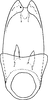 Aedeagus, ventral view on Cicadulina (Cicadulina) bipunctata (Melichar, 1904): (Observation).