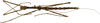 CollectionObject 1578595; RBINS IG: 32700''', 147a4476-5a9d-42bb-87c1-549b689a1865: copyright ISNB, Brussels. male, dorsal view (holotype). (CollectionObject).