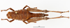 CollectionObject 1588733; f2099e16-0766-4092-8585-01347463461f: female, dorsal view. (CollectionObject).
