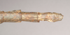 CollectionObject 1559877; NHMUK(SF IMPORT DUPLICATE) 845086, cec9353d-0311-4129-b4c7-132ab6f7d6e5: copyright Natural History Museum, London. female: end of abdomen, dorsal view of synonym Monandroptera inuncans (lectotype). (CollectionObject).