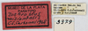 CollectionObject 1514665; 8888e6be-30cd-407f-b430-e351e967c7d8, MLP3379': labels (paratype). (CollectionObject).