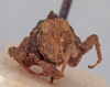 CollectionObject 1523082; a91740e7-1d5d-4f26-8a7b-5314e7457df7: male, frontal view (holotype). (CollectionObject).