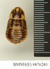 CollectionObject 1572941; 4c6ee8ec-4a42-47f6-aaba-54c83b93667e: Copyright Natural History Museum, London. Non-type (female nymph) in BM(NH). Dorsal view. (CollectionObject).