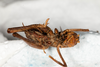 CollectionObject 1537339; 61d365f1-11bd-44b2-ab9d-920770231826: female, ventral view (syntype #1). (CollectionObject).