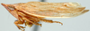 Habitus, lateral view: Dorydiella floridana, lateral habitus (INHS). (Observation).