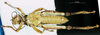 CollectionObject 1537600; 5a55f4e5-b93f-403a-82ec-8fd791f81fc6: male, ventral view (paratype). (CollectionObject).