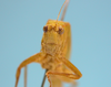 CollectionObject 1542768; DEES MZLQ-I0070, 3f65a026-4ad2-4cd1-b907-eaf885ca5ece: male, face frontal view (holotype of Phylloptera modesta). (CollectionObject).
