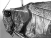 Ectemna dumicola Saussure & Pictet, 1897: head and pronotum lateral (Costa Rica, La Selva). (Otu).