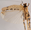 CollectionObject 1534631; 8cd11505-d7f4-4a3c-bba4-3379692a6d64: male, dorsal view (holotype). (CollectionObject).