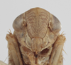 Head on Athysanella (Athysanella) supina Ball & Beamer, 1940: Head. (Observation).