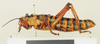 CollectionObject 1518444; c3451789-df95-4ac5-b864-46c937c6283d: female, lateral view (holotype). (CollectionObject).