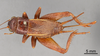 CollectionObject 1962316; 1c67c5e9-5cec-4f48-b29c-e1b0aed6f1f4, ANSP 21_GRYLL_ANSP: Female, dorsal view (paralectotype). (CollectionObject).
