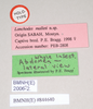 CollectionObject 1559486; NHMUK(SF IMPORT DUPLICATE) 844640, 6c7e4486-9f0b-409b-92cd-0e12394dfd54: copyright Natural History Museum, London. female, data labels (holotype). (CollectionObject).