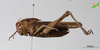 CollectionObject 2270593; c6efe02a-8d5f-47a5-a391-dff4055f4d4b, Unioeste Cascavel K-1229: Female. lateral view. (CollectionObject).