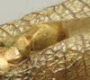 CollectionObject 1535154; 9dac2dbd-c38b-4ab3-af3f-424b96346702: male subgenital plate (syntype). (CollectionObject).