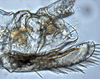 Pygofer, lateral view: (Observation).