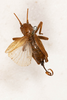 CollectionObject 1531180; c8e99a82-fa1e-4d8f-b358-7afaf3863422: female, dorsal view (syntype). (CollectionObject).