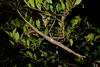 CollectionObject 2319994; 41da3890-7038-471a-bc8f-bdc161e5dcbe: copyright Ross Coupland. female, in nature (holotype). (CollectionObject).