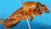 CollectionObject 1594828; e9409af0-e0a8-4b2b-98b6-0b881e77a3c8: lateral view (syntype of Gryllotalpa borealis). (CollectionObject).