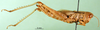 CollectionObject 1502122; 1db91715-960a-4364-aa77-7ae60ee46430: female, lateral view (paralectotype). (CollectionObject).