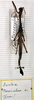 CollectionObject 1562073; c9311057-7f7e-4a63-b213-cc64d24b5fa7: copyright MSNG. male (holotype). (CollectionObject).