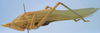 CollectionObject 1516877; 61997a7b-5b9e-4d2c-bd9d-5b94b9bfbb68: male, lateral view (holotype). (CollectionObject).