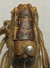 CollectionObject 1535007; 4d2f7c32-a23a-4563-b465-5bf9b9c305e9: female, pronotum and tegmina, dorsal view (syntype of Barbitistes sanzii). (CollectionObject).